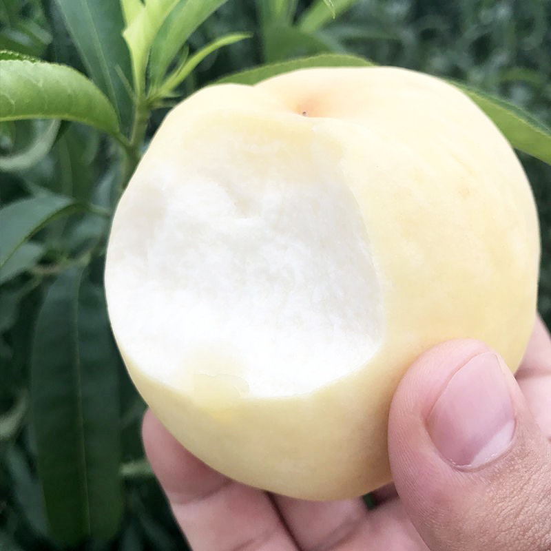 山东奶油白桃3斤45斤装新鲜白心桃子水果奶油白桃45斤装