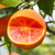【塔罗科血橙】塔罗科血橙红肉脐橙红橙  秋冬当季新鲜橙子 补充维C(5斤大果 品质之选)第4张高清大图