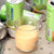 【包邮】泰国进口一诺可可椰子汁240ml*8瓶 礼盒(原味蜜瓜榴莲芒果混合装)第4张高清大图