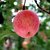 红富士山东特产栖霞水果新鲜野生丑苹果脆甜5斤一箱(自定义)第5张高清大图