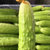 山东海阳白玉黄瓜5斤 新鲜蔬菜黄瓜(箱)第4张高清大图