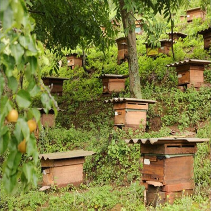 第二瓶半价238g白刺花蜂蜜黑色