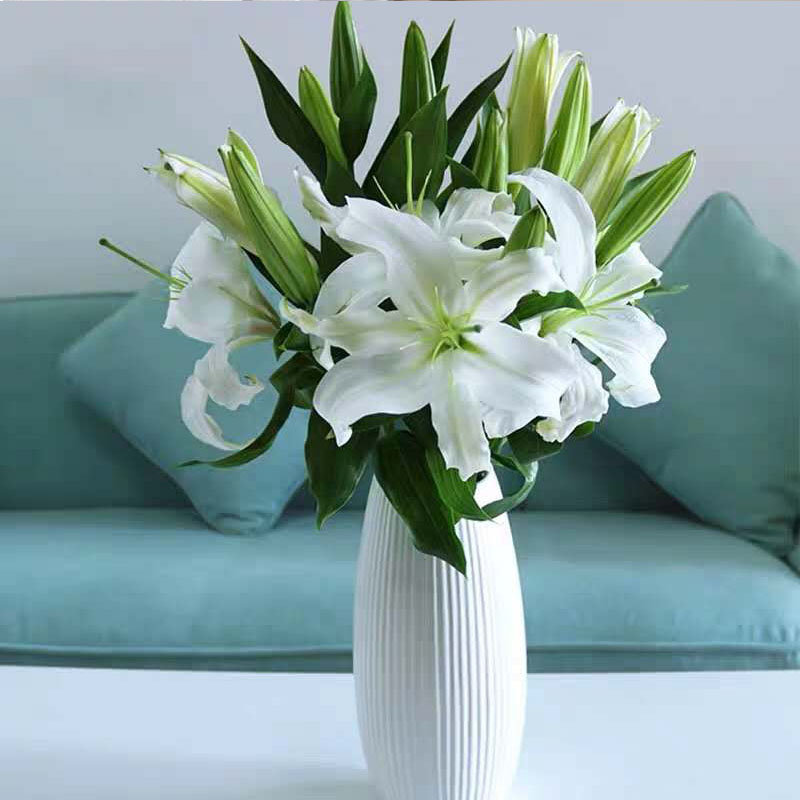 白百合三头白色9枝