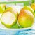 果迎鲜 陕西红香酥梨 脆梨 梨子 新鲜应季水果 3-9斤(3斤)第2张高清大图