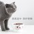 宠物陶瓷碗可爱猫碗高脚陶瓷猫粮碗水碗宠物碗防颈椎病猫食盆防翻(纯白)第3张高清大图