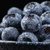 产地现摘 新鲜蓝莓鲜果现摘当季新鲜蓝莓宝宝辅食孕妇水果 现摘蓝莓 现摘现发第2张高清大图