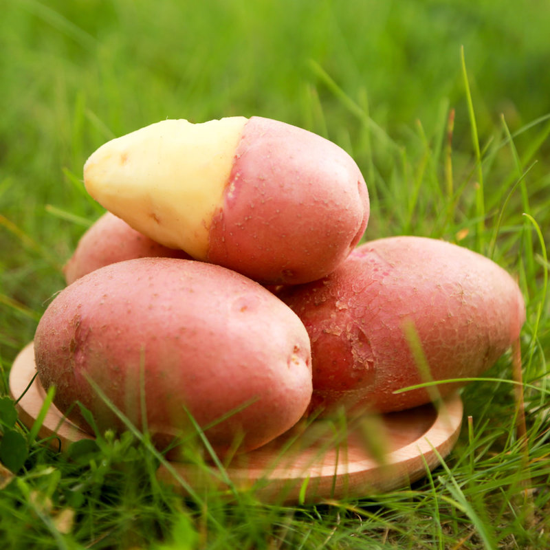 囤货山西静乐红皮土豆高海拔沙壤土香甜软糯8斤装产地直发8斤装