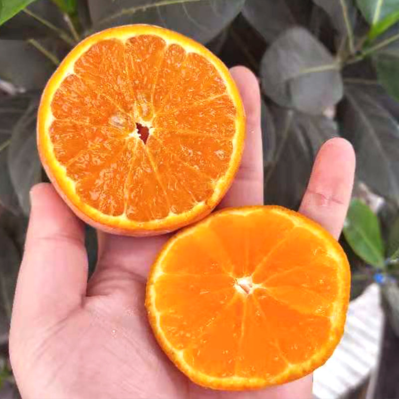广西茂谷柑皮薄多汁清甜爽口新鲜采摘发货5斤