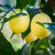 【天瑞优品】四川安岳柠檬 6-8个装 简装 单果重量约125g 新鲜水果第5张高清大图