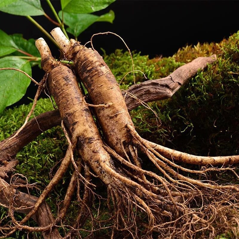 3支大人参单支2025克东北长白山鲜人参新鲜现挖现发带土人参自定义