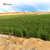 沙米2015新米沙漠有机大米1斤农家特产不抛光无污染非转基因第3张高清大图