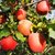 土优达正宗新疆阿克苏红富士苹果80mm以上5斤装 包邮第6张高清大图