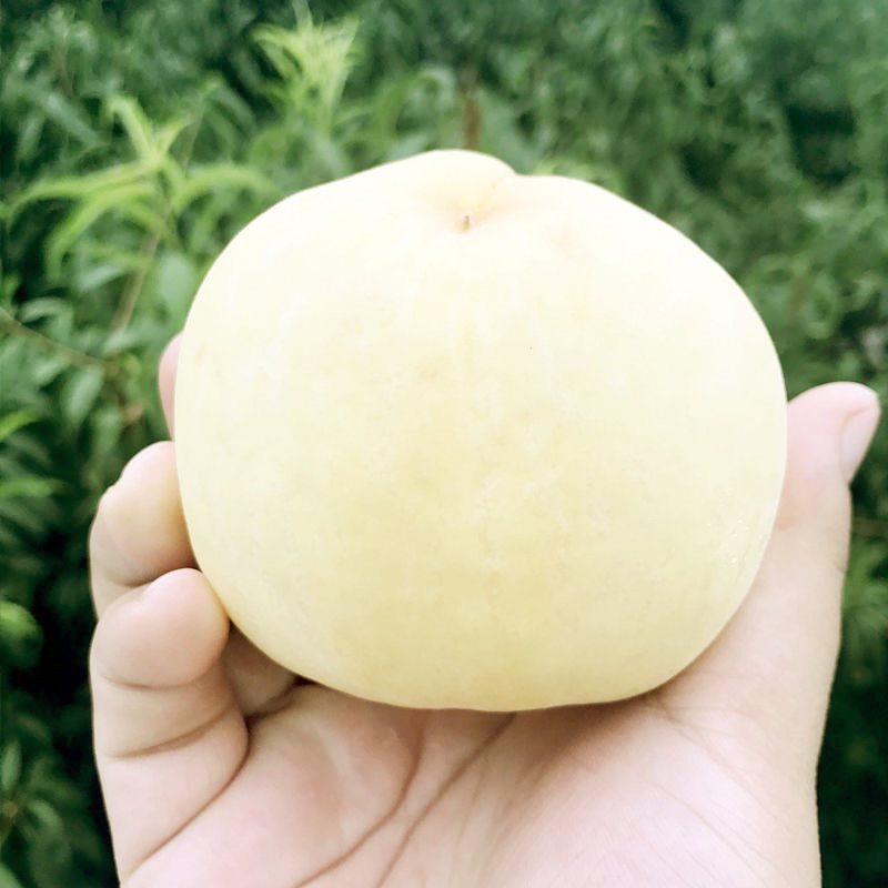 5斤装 新鲜白心桃子水果(奶油白桃 3斤装)