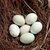 饭心funxin 新鲜土鸡蛋 农家散养鸡蛋 新鲜绿壳鸡蛋 32枚第5张高清大图