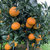 【可以吸的橙子】四川爱媛38号果冻橙新鲜当季水果柑橘桔子3斤大果（75mm以上）整箱包邮第5张高清大图