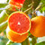 【秭归脐橙中华红-血橙】秭归脐橙 中华红血橙红橙 当季水果 红肉橙子 富含番茄红素 新鲜现摘(12枚礼盒85-90mm)第5张高清大图